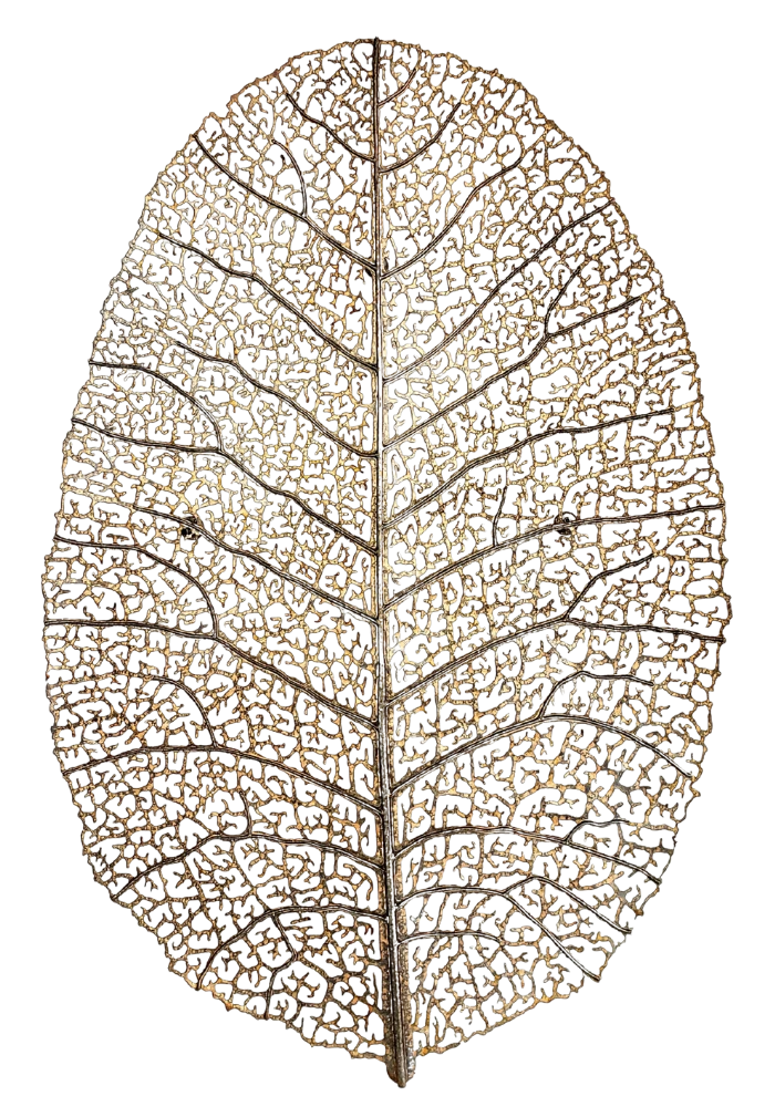 gold dried leaf showing veins