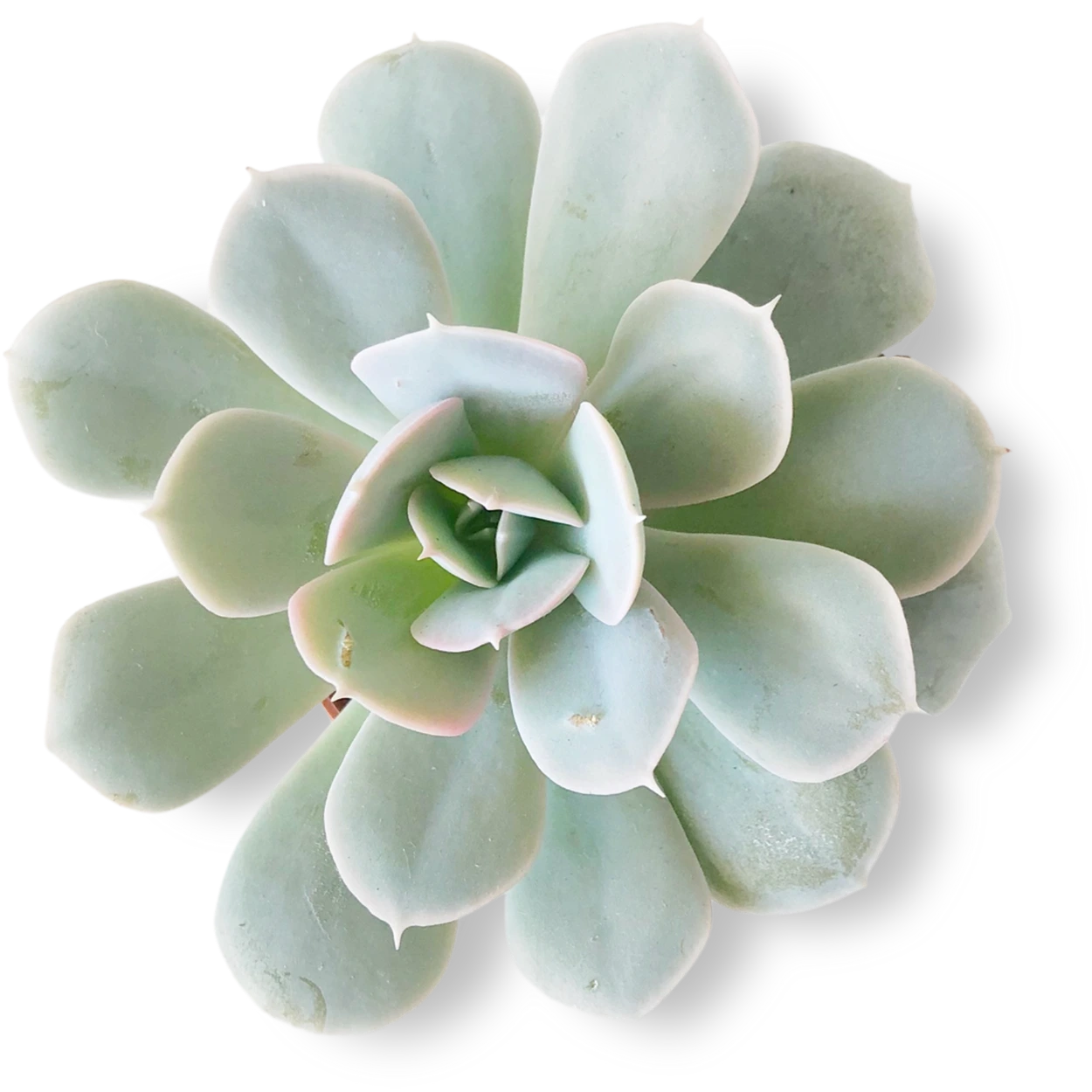 green succulent with fractal pattern